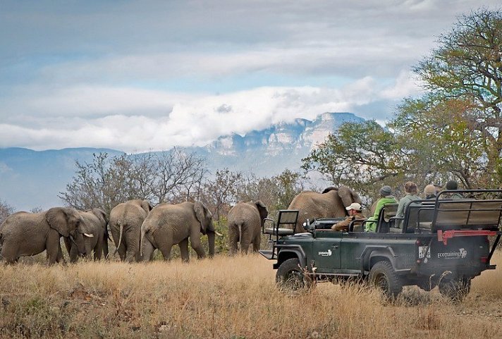 Safari Guide Experience