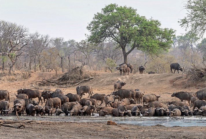 Safari Guide Experience