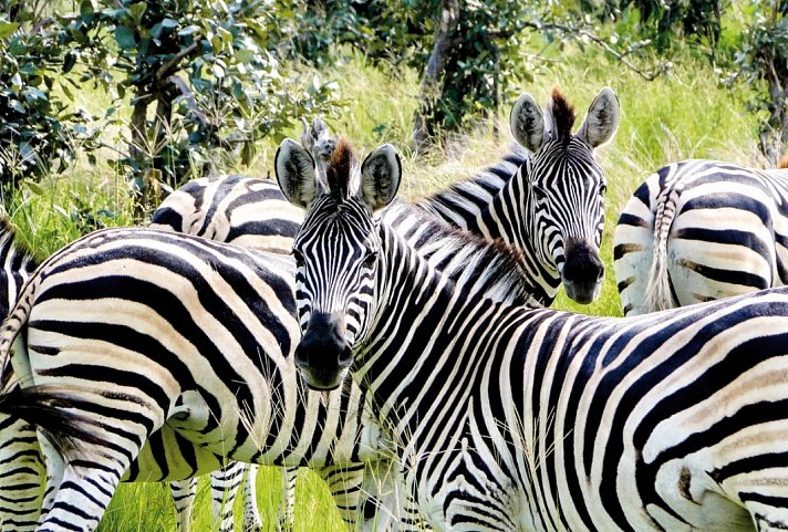 Drifters - Botswana Explorer Johannesburg - Victoria Falls