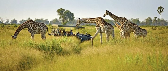 Tiererlebnis mit andBeyond Botswana