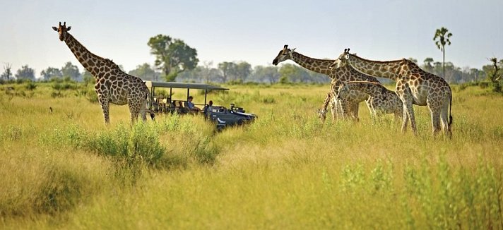 Tiererlebnis mit andBeyond Botswana