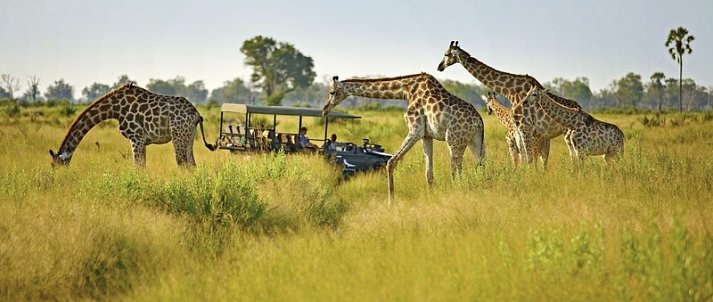 Tiererlebnis mit andBeyond Botswana
