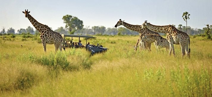 Tiererlebnis mit andBeyond Botswana