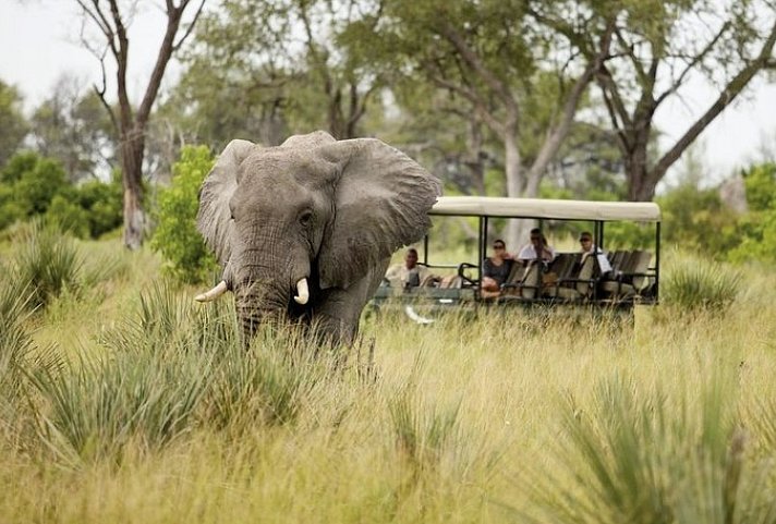 Tiererlebnis mit andBeyond Botswana