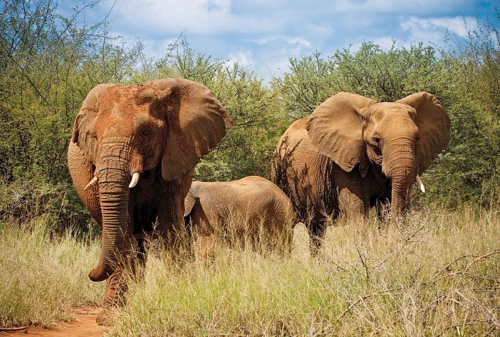 Auf Familiensafari in Südafrika mit More Hotels