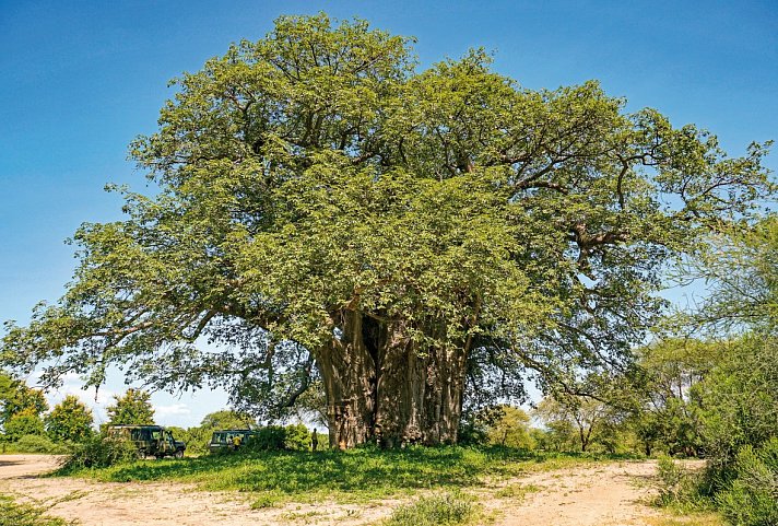 Tansania - 'Baobab'
