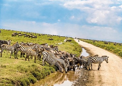 Tansania - Serengeti Kilimandscharo-Nationalpark