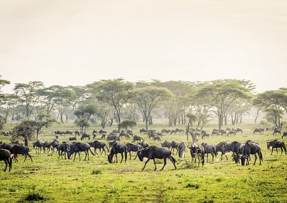 Tansania Deluxe Kilimandscharo-Nationalpark