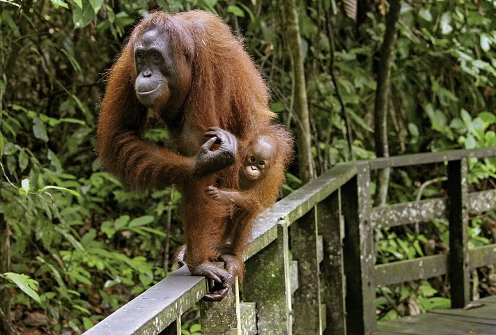 Naturwunder Borneos (Kuching-Kota Kinabalu)