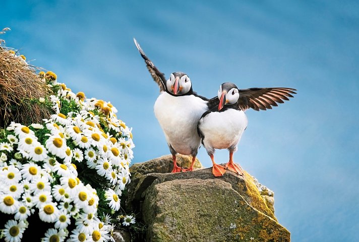 Charmante Höhepunkte rund um Reykjavik