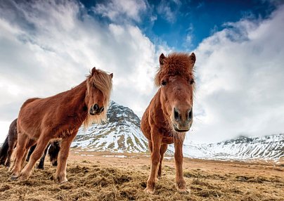 Familienspaß auf Farmen Keflavik