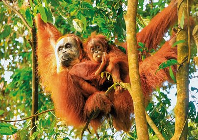 Höhepunkte Indonesiens - Sumatra und Java entdecken (Privatreise) Medan