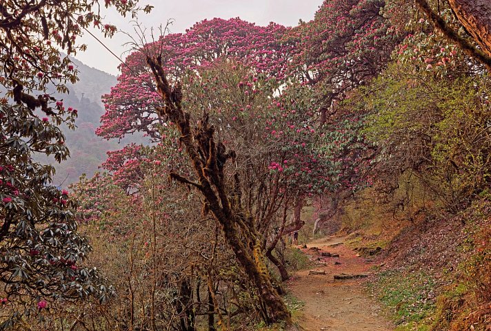 Annapurna Trek zum Poon Hill