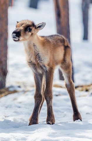 Harriniva - Das Beste von Lappland