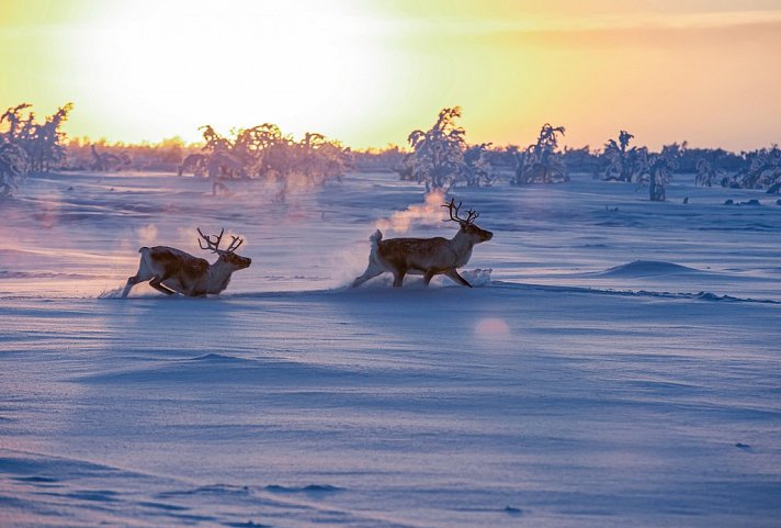 Harriniva - Das Beste von Lappland