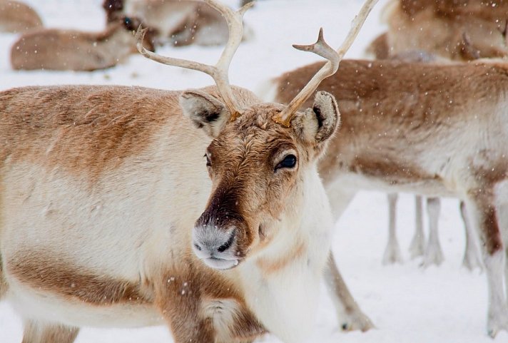 Harriniva - Das Beste von Lappland