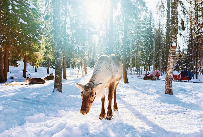 Finnisches Winterwunderland