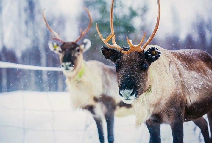 Finnisches Winterwunderland