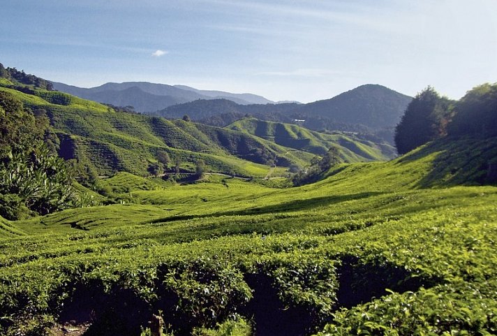 Naturerlebnis Cameron Highlands (Superior-Variante, ab Kuala Lumpur/bis Penang)