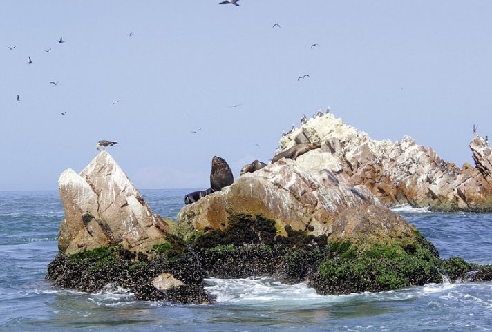 Rätselhafte Scharrbilder und 'Klein-Galapagos'