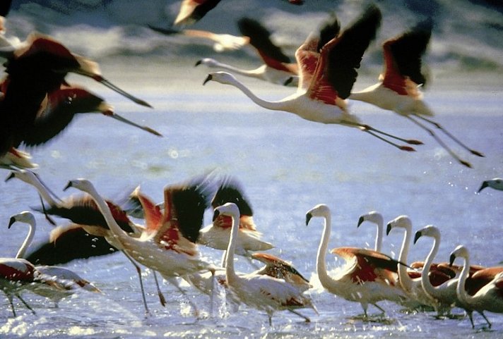 Rätselhafte Scharrbilder und 'Klein-Galapagos'