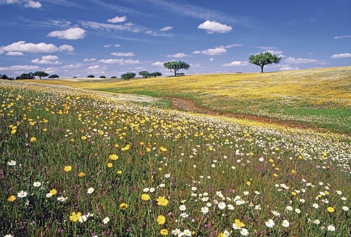 Das Herz Portugals - Lissabon und der Alentejo