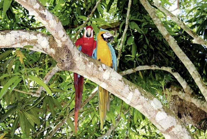Amazonas Kreuzfahrt: Amazon Clipper Premium (3 Nächte)