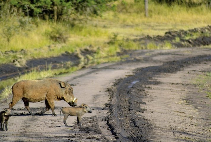 Abenteuer Kenia