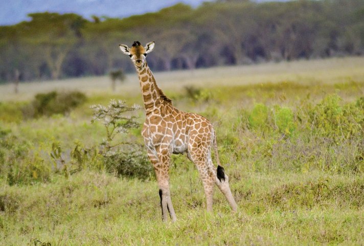 Abenteuer Kenia