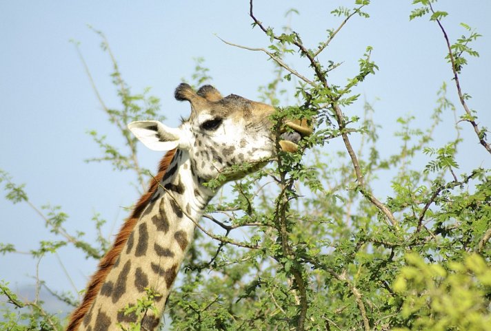 Abenteuer Kenia