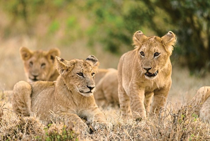 Masai Mara Fly-In Safari Superior ab/bis Mombasa