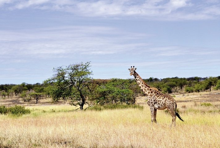 Masai Mara Fly-In Safari Superior ab/bis Mombasa