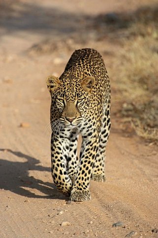 Masai Mara Fly-In Safari Superior ab/bis Mombasa