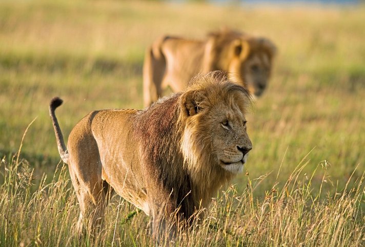 Die große Kenia Safari