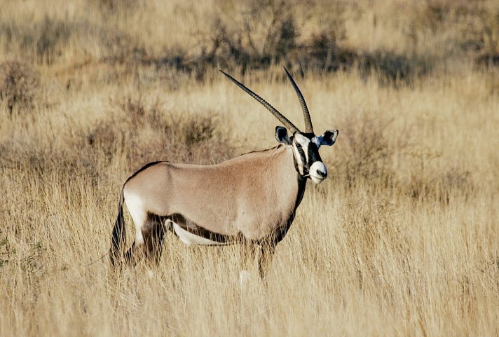 Die große Kenia Safari