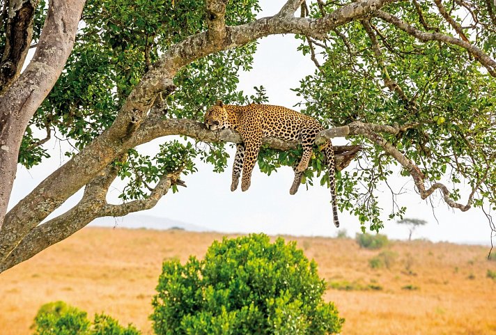 Die große Kenia Safari