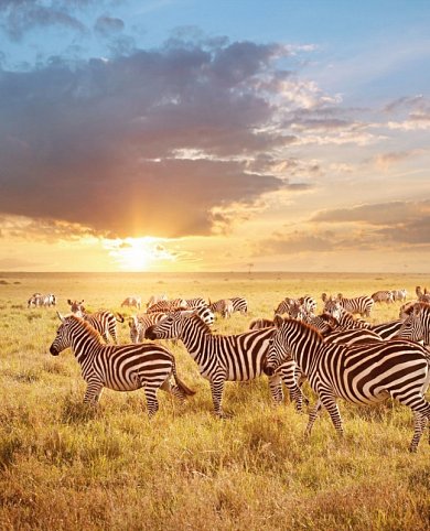 Die große Kenia Safari