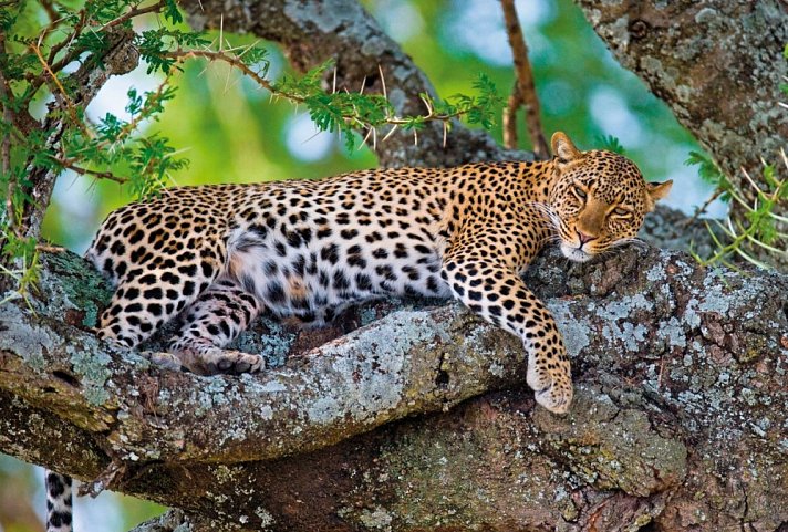 Die große Kenia Safari