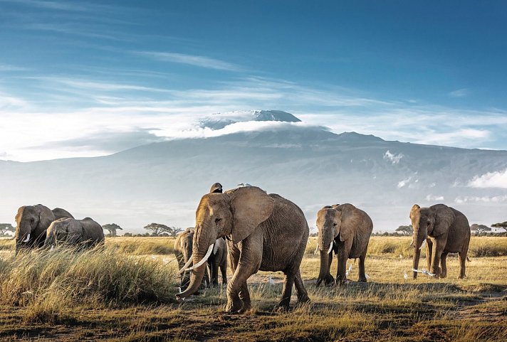 Die große Kenia Safari