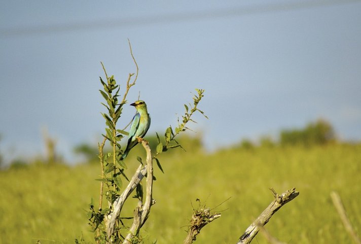 Abenteuer Kenia (Privatreise)