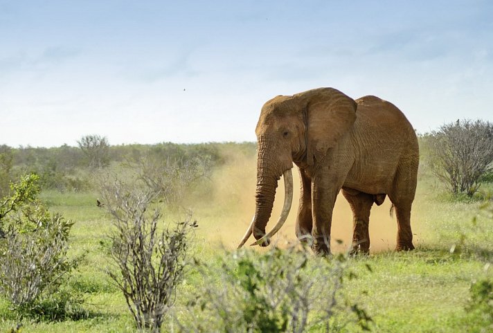 Tsavo Abenteuer (Privatreise)