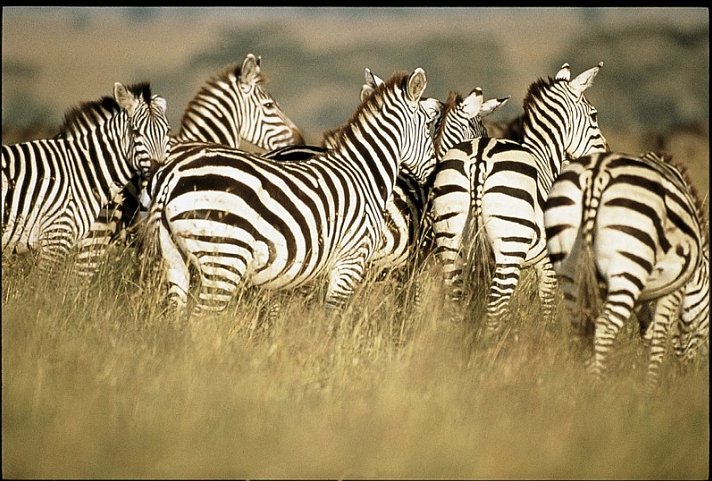 Tsavo Abenteuer (Privatreise)