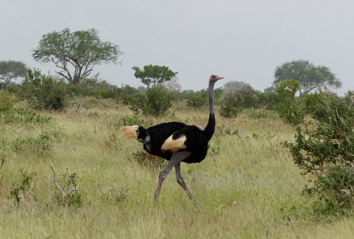 Tsavo Abenteuer (Privatreise)