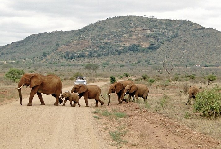 Tsavo Abenteuer (Privatreise)