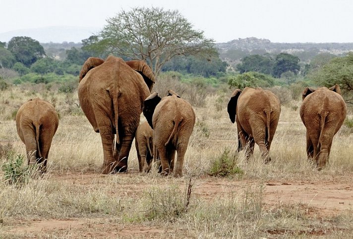 Tsavo Abenteuer (Privatreise)