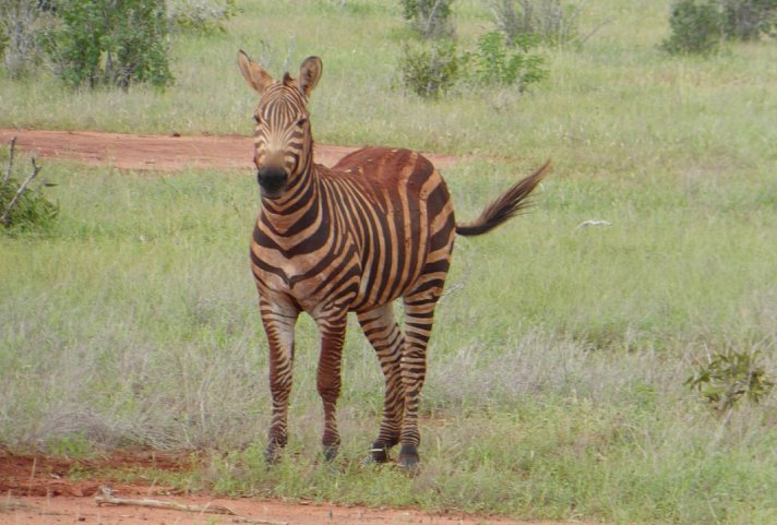 Tsavo Abenteuer (Privatreise)
