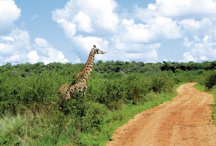 Tsavo Abenteuer (Privatreise)