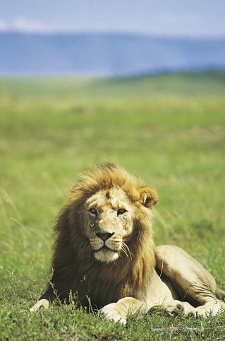 Tsavo Abenteuer (Privatreise)
