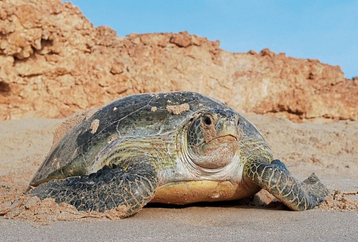 Oman - Land des Weihrauchs