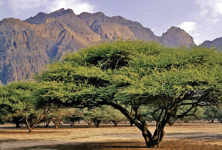 Geheimnisvolles Musandam